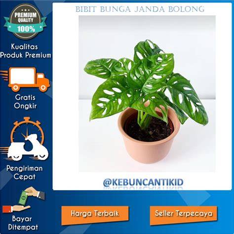 FrOzEn HeNtAi beli bibit janda bolong peserta turnamen besar Pesan untuk acara spesial sekarang juga image 1