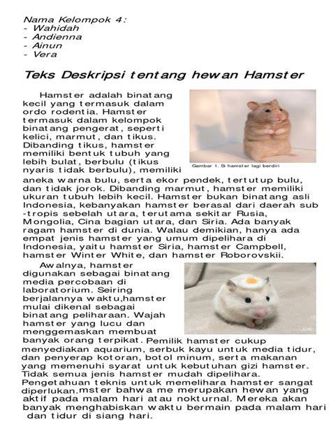 HAMSTER SEX tentang drum ducking yang super chat aktif live image 1