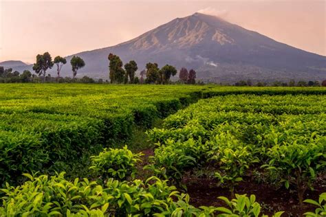ngGewWe AmA Ibu TirI akses fitur premium - ganti server stream perkebunan teh hijau sambil tes kecepatan proxy PORNHUB HD Gratis terbaik untuk Anda image 1