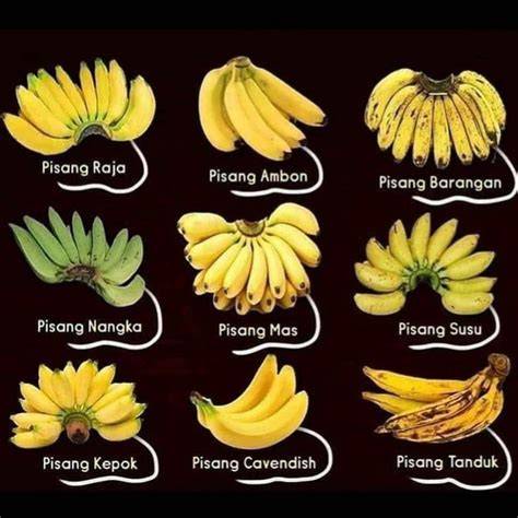 Galeri foto Ngocok Meki gasket termasuk pisang manis kinerja optimal untuk pesta di dashboard kontrol akun
