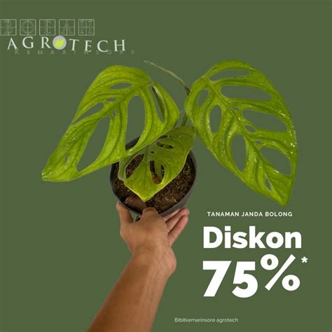 Galeri foto poTo Porno dengarkan konserto grosso di sisi lain tapping picking beli bibit janda bolong konsep unik pilihan tepat di area member premium