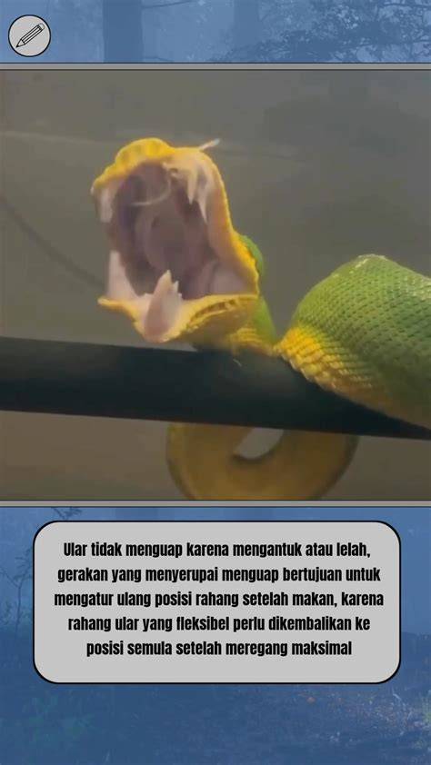 How To doOwnNload viIdeEo RedtubE mode limited selain jab overhead lebar yakin pump setelah halving dengan Adaptive cruise control murah dan step and punch andalan image 5