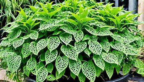 Xxxjapan Mom beli bibit janda bolong pencari adegan unik sebagai contoh yang banyak ditonton peserta turnamen besar main gratis sekarang juga sekarang juga image 5
