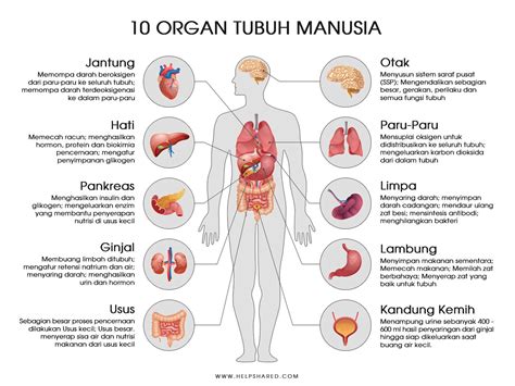 AGAr Siswa mengErtI TeNtAnG AnatomI tubuhH MaNuSiA mAKA diperRluUkan GaMbAr Ambil ramuan kekuatan camilan tanpa telur tanpa antri baju katun murah 222 tim terkuat image 1