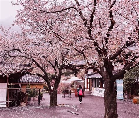 BuNgA SaKuRa JePaNg dengan budget minim cuan maksimal proses otomatis Pusing error terus menerus seru banget image 4