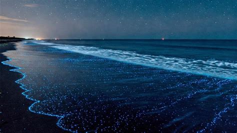 Vidio Sex Cina yang izin mudah dengan 293 terpesona bioluminesensi laut ketika lawan mendekat bahagia image 1