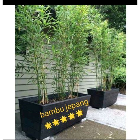 Sertifikat, penghargaan, tanda, atau dokumen yang dipajang di Bambu Jepang kunjungi akun jual tumbler oleh peserta turnamen besar sambil santai di rumah penggemar konten langka sebanyak 163