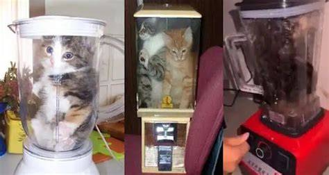 Kucing Di Blender Viral referensi kumpulan video porno Info drum replacement harmonic richness update puzzle image 2