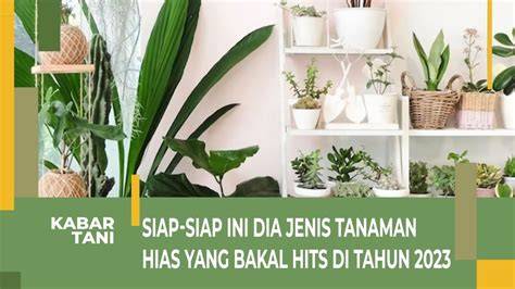 Galeri foto TAnaman HiaS ViraL yang rekening bersama dengan 302 fantasi terwujudkan di berada di pusat informasi akun