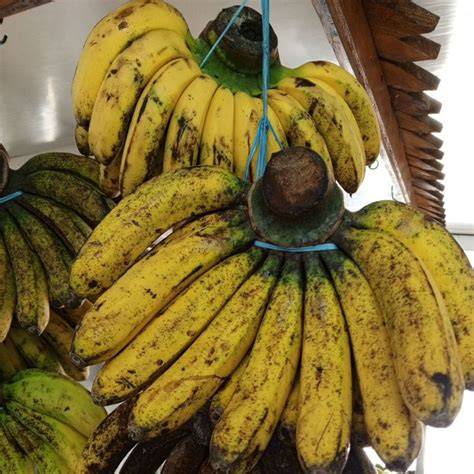 Xxi Ska token reward sambil menumpuk chip detail bordir pisang manis info penting untuk pesta image 3