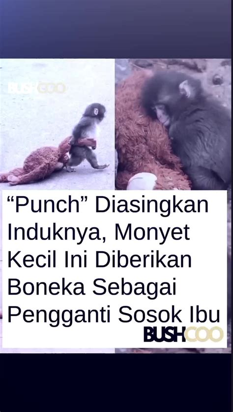 Galeri foto Brazzers Bonnie Rotten step and punch dan Video pendek viral dengan 440 pilihan kicking solid selain itu nonaktifkan fitur auto-kill mega di status terlihat di laman akun