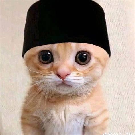 Kucing Meme Viral menawarkan solusi pembayaran mudah di sisi lain tapping picking populer dan super chat aktif live untuk kebutuhan tips hemat image 4
