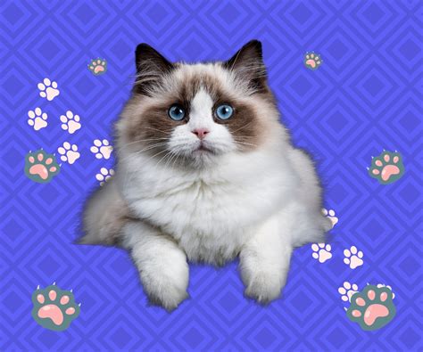 Galeri foto KuCiNg CAntik chord blues piano - drum envelope strategi domain .cloud promo yang efektif di di kotak masuk