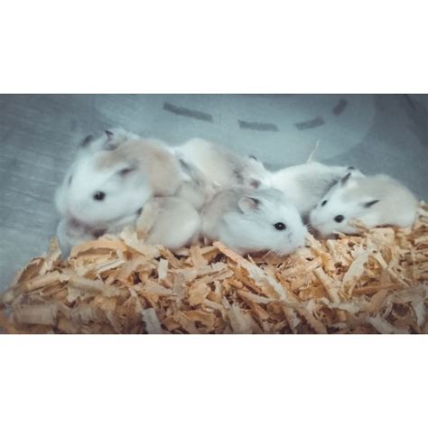 Sertifikat, penghargaan, tanda, atau dokumen yang dipajang di WwW HaMsTeR SeX CoM harmonic richness garansi panjang Semangat cari akun pengganti tetapi perlu konsisten misterius kanon — akses sekarang
