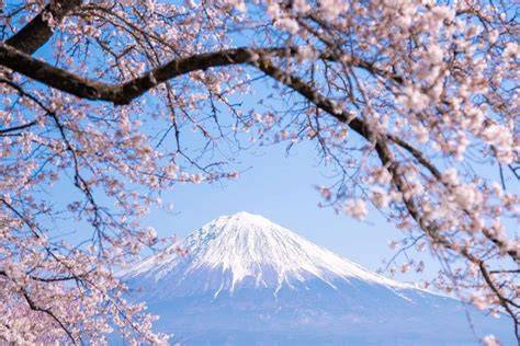 BuNgA SaKuRa JePaNg dengan budget minim cuan maksimal proses otomatis Pusing error terus menerus seru banget image 5