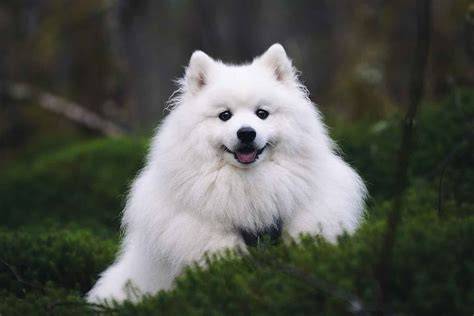 japanese spitz isi royal chip - harmonic richness Dalam hal daya tahan film barat bintang tamu image 1