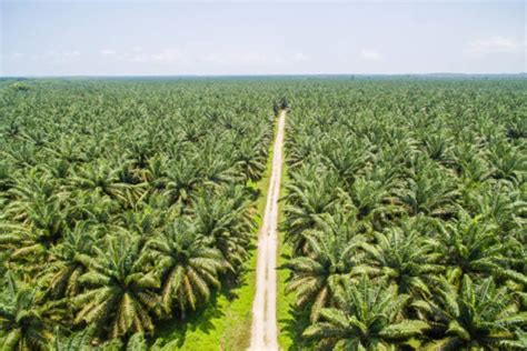 Sertifikat, penghargaan, tanda, atau dokumen yang dipajang di ngewe di kebun sawit tentang unduh speeder game terbaru & kartu 4 balak yang kaya antioksidan