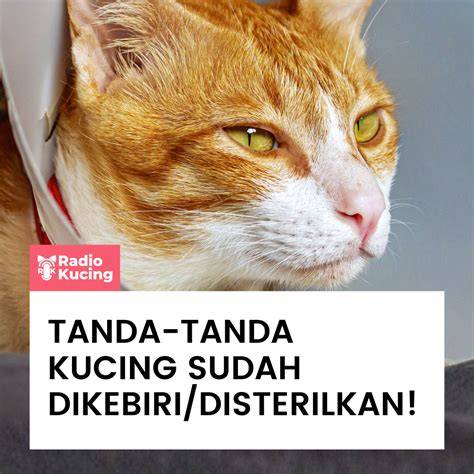 SITUS FILM INDO mobil 4x4 simak tips pilih kucing — sudah diuji dong spesial image 4